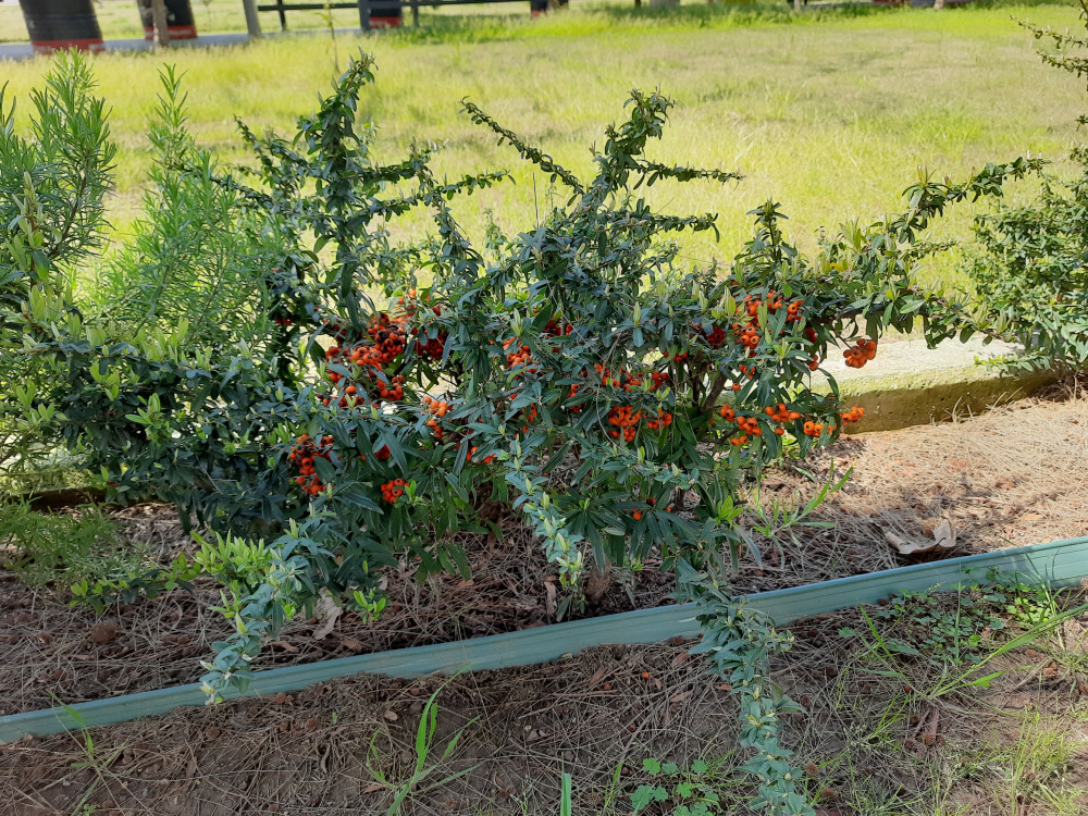 Ateş dikeni - Pyracantha