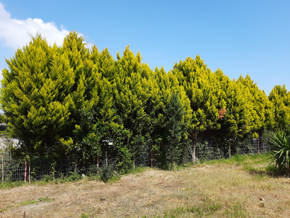  Limon selvi- Cupressus macrocarpa