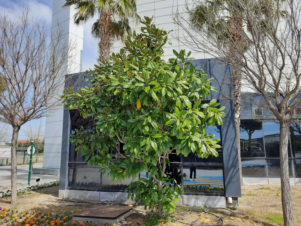  Büyük çiçekli manolya- Magnolia grandiflora