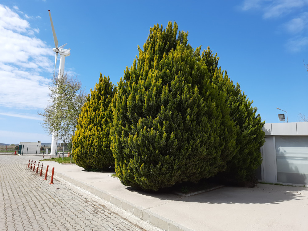  Limon selvi- Cupressus macrocarpa