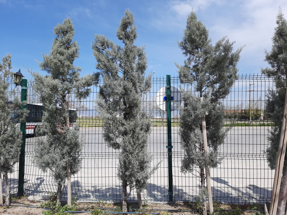 Mavi servi-Cupressus arizonica Greene