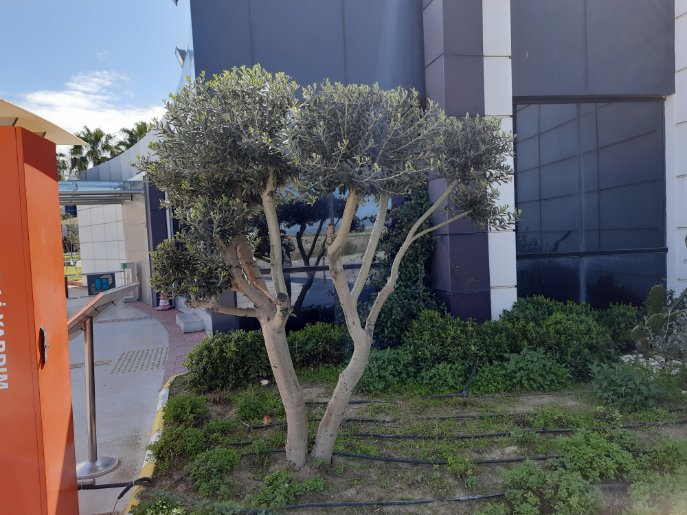 Bonsai- Ficus Ginseng