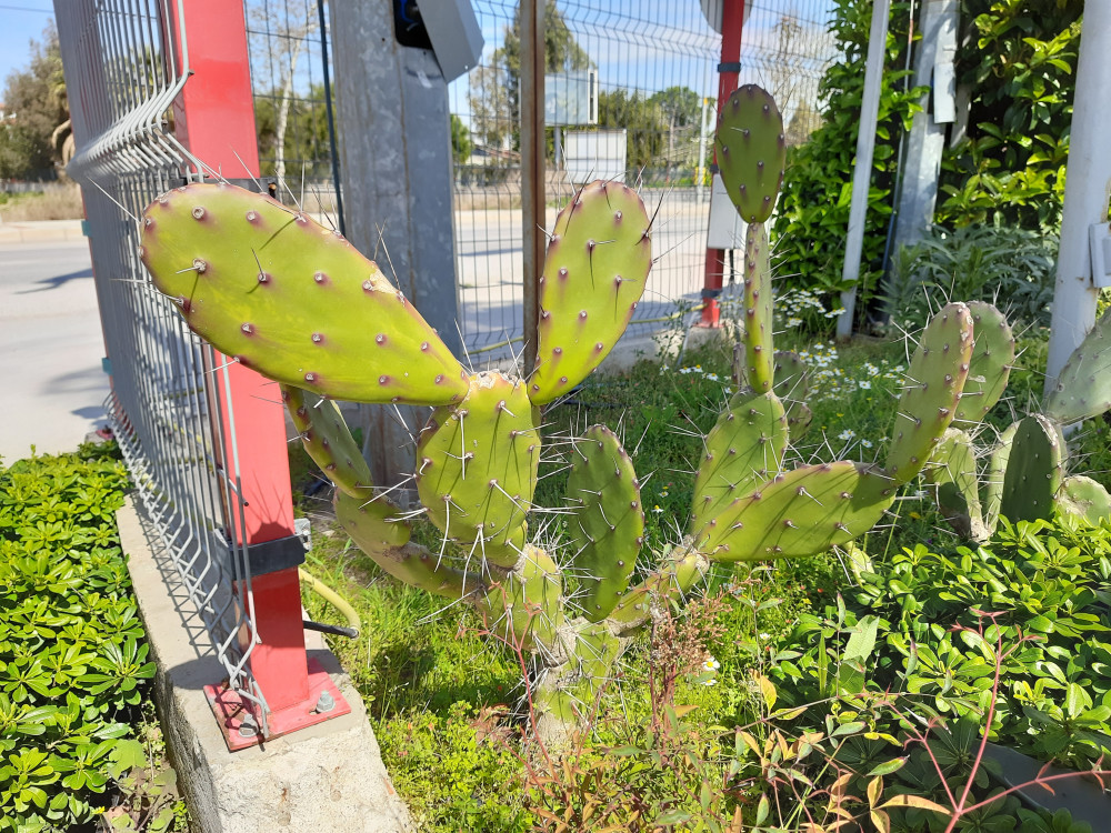  Hint inciri- Opuntia ficus-indica