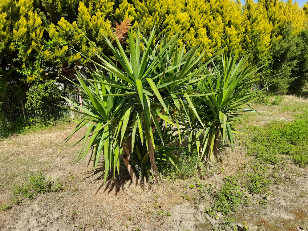  Avize çiçeği- Yucca Gigantea