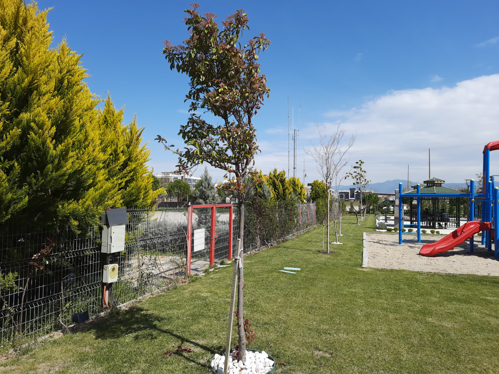  Alev ağacı- Photinia serratifolia