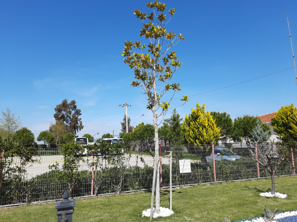 Tijli Manolya- Magnolia Grandiflora Gallisoniensis Tige