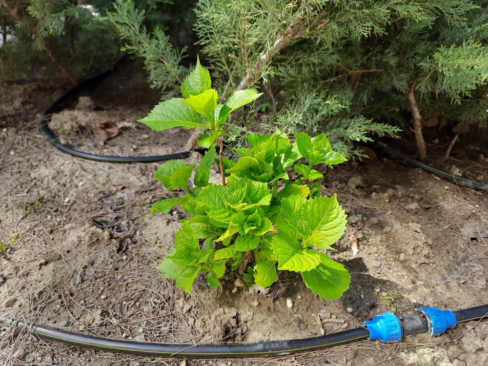 Ortanca bitkisi-Hydrangea macrophylla