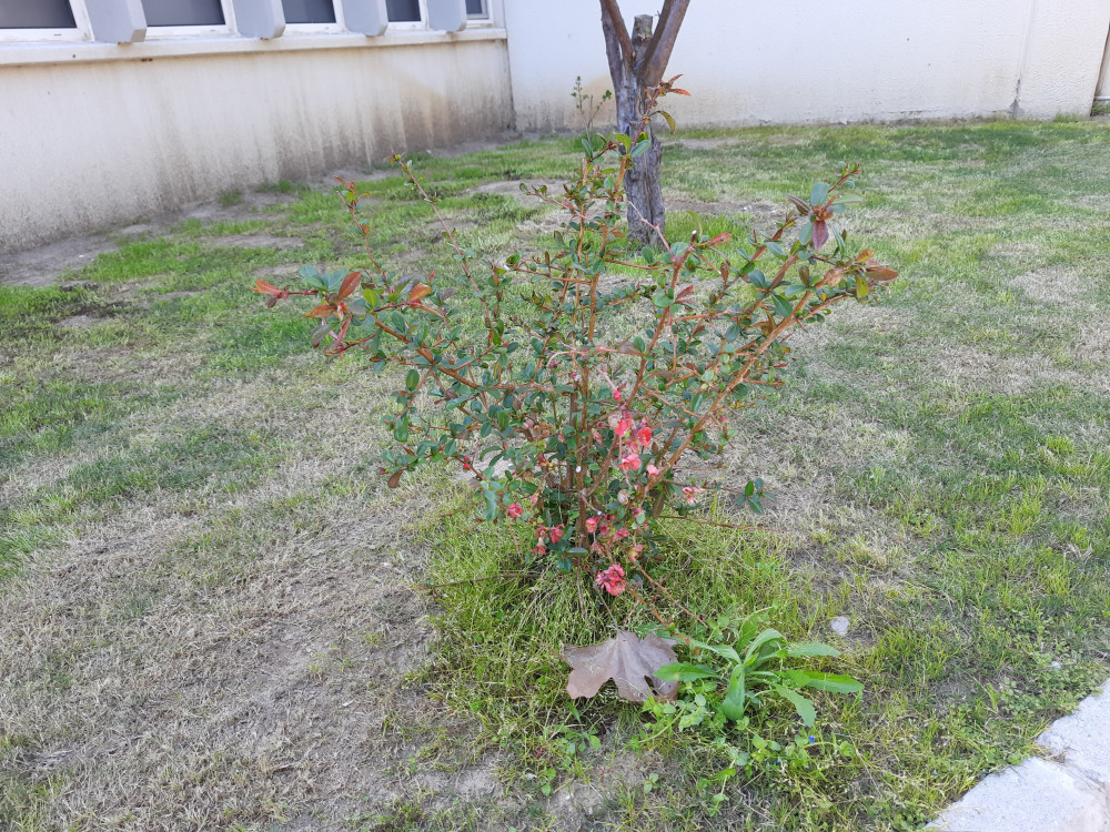  Japon Ayvası- Chaenomeles japonica