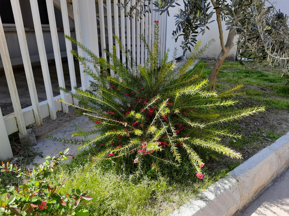  Biberiye Grevilya - Grevillea rosmarinifolia