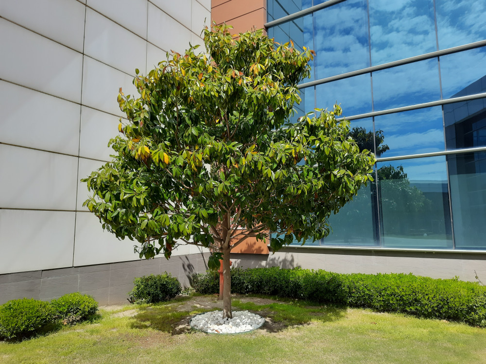  Büyük çiçekli Manolya-Magnolia grandiflora gallisoniensis