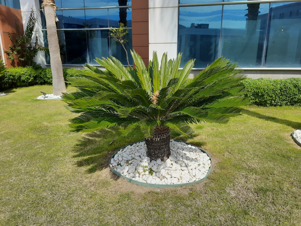 Yalancı sagu palmiyesi- Cycas Revoluta