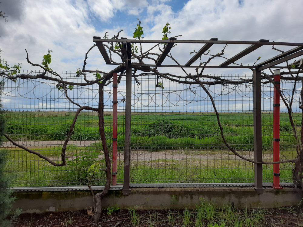 Asma ağacı- Vitis vinifera 