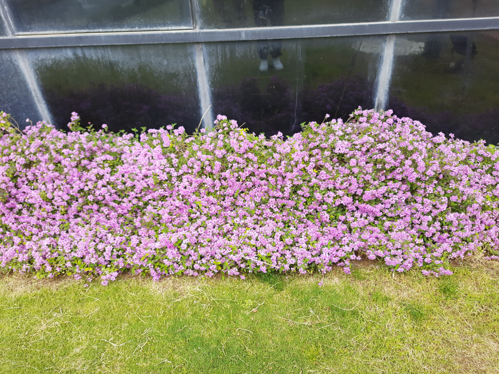 Mine Çiçeği- Verbena officinalis