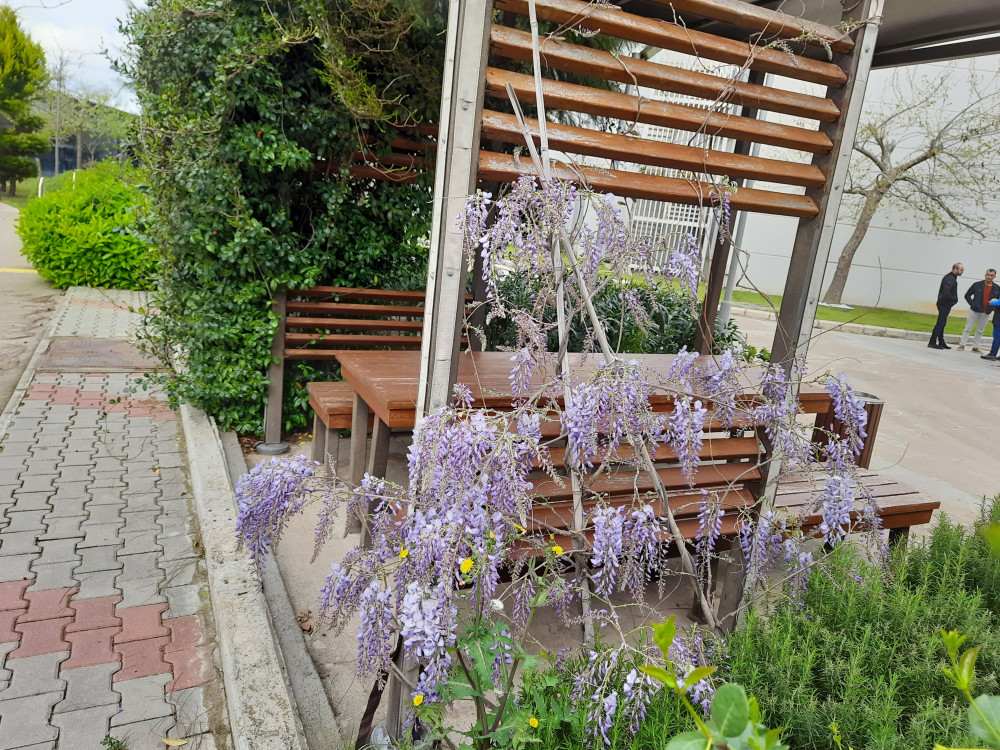 Mor salkım-Wisteria