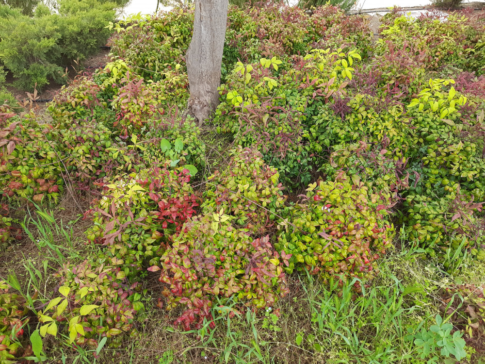 Cennet bambusu- Nandina domestica