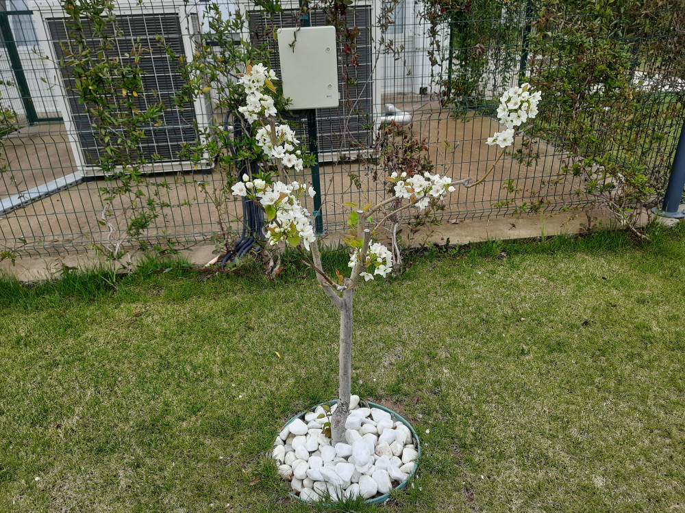 Süs kirazı- Prunus serrulata