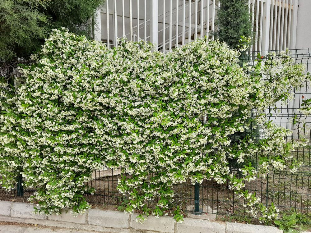 Yıldız Çiçekli Yasemin-Trachelospermum jasminoides