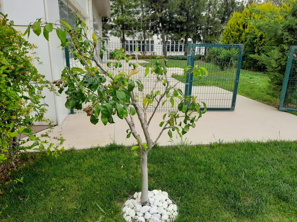 Süs Armudu- Pyrus calleryana chanticleer