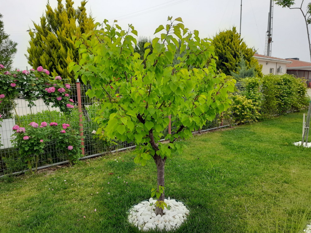 Kayısı-Prunus armeniaca