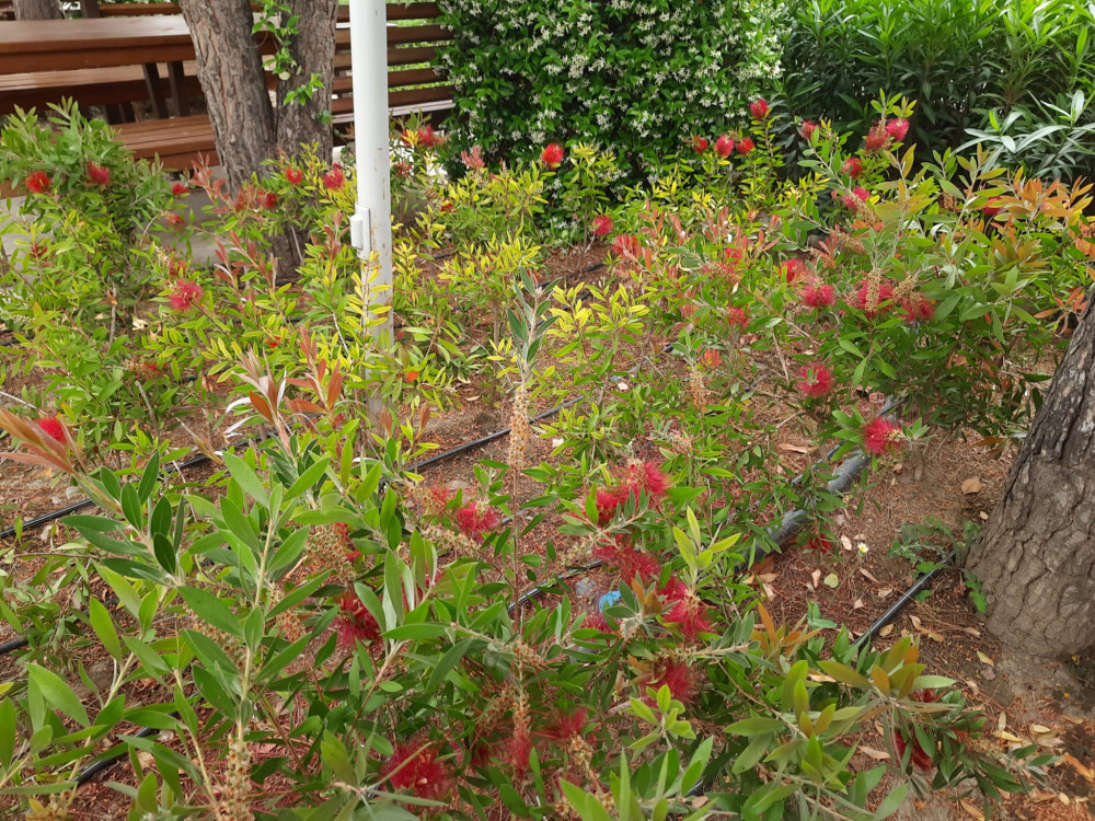 Şişe Fırçası Ağacı- Callistemon citrinus