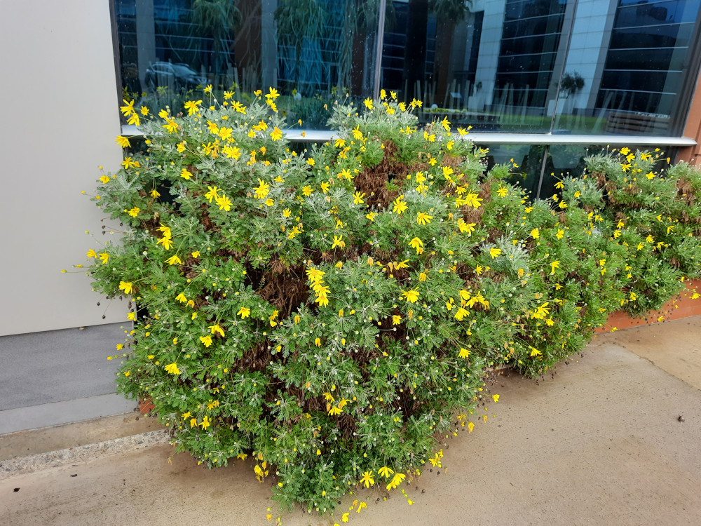 Çeşme papatyası- Argyranthemum limero